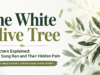 The White Olive Tree Characters Explained: Li Zan, Song Ran and Their Hidden Pain The White Olive Tree Characters Explained
